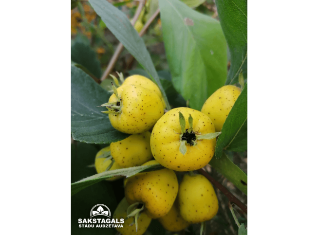 Crataegus punctata f. aurea